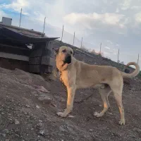 سرابی نر و ماده