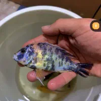 سیچلاید سایز بزرگ مناسب اداره و آکواریوم بزرگ