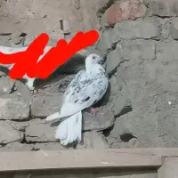 کفتر یا کبوتر اصلی طوقی پشتی