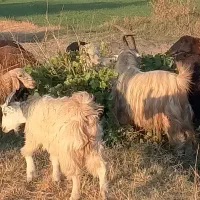 نربزجلورو|حیوانات مزرعه|شازند, |دیوار