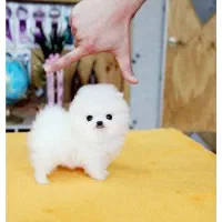 پامر بوفیس خرسی