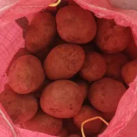 سیب زمینی بامبا