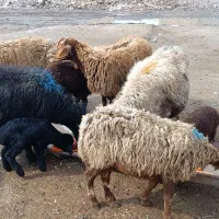 5عدد میش بابره فروشی