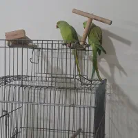 یک جفت طوطی ملنگو