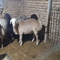 قوچ چینی بهترین نژاد