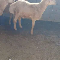 تعداد۳ عددبره نربفروش میرسد