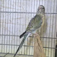 طوطی آوازه خوان|پرنده|اهواز, زندوکیلی|دیوار