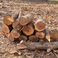 فروش چوب ودرخت گردو، بید، گلابی، میوه