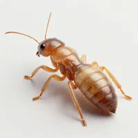 سمپاشی موریانه خمینی شهر با مجوز رسمی بهداشت