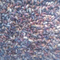 خرما|خوردنی و آشامیدنی|داراب, |دیوار