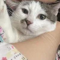 واگذاری رایگان گربه