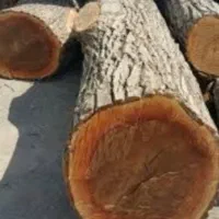 خرید انواع  چوب گردو صنوبر  بید وغیره  ...
