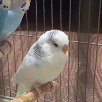 مرغ عشق انگلیسی