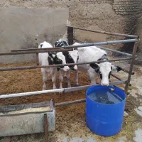 گوساله هلشتاین