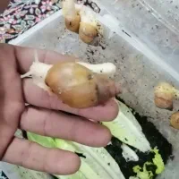 فروش حلزون