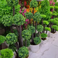 درختچه جاودان|گل مصنوعی|آفتاب, |دیوار