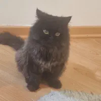 گربه سیاه پرشین