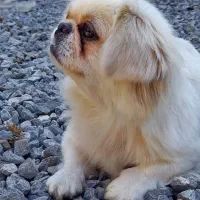 سگ نژاد تیپتان اسپانیل