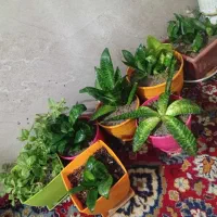 گل سانسوریا کرواتی