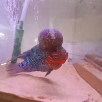 فلاور|ماهی|تهران, افسریه شمالی|دیوار