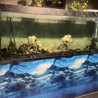 آکواریوم ۲ متری|ماهی|مشهد, کوشش|دیوار