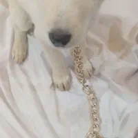 سگ لابرادور رتریور|سگ|یزد, |دیوار