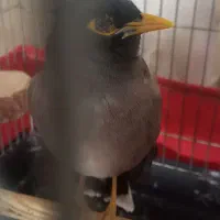 مینا دستی خانگی|پرنده|اصفهان, محمودآباد|دیوار