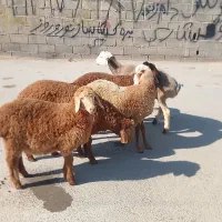 بره نر