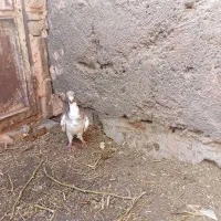 کفتر|پرنده|جغتای, |دیوار