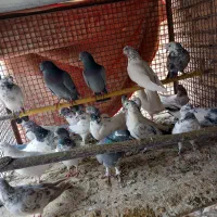 کبوتر کاشانی