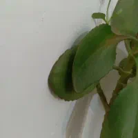 راهنمایی میخام