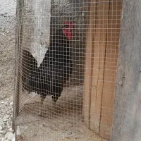 مورغ پاکر گلین وخروس سیاه. زاغی