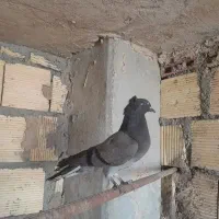 کبوتر اصفهانی