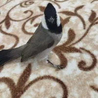 سهره قناری وتعدادی قفس طوطی قناری مرغ عشق فنچ