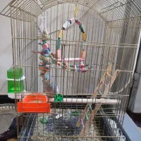 عروس هلندی سیامون