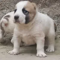 توله سگ الابای ترکمن|سگ|تهران, بوستان سرخه حصار|دیوار