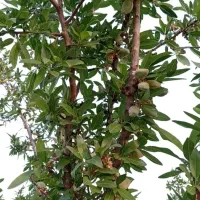 باغ سه هزار متری انگور و پسته|فروش دفتر صنعتی، کشاورزی، تجاری|ایوان, |دیوار