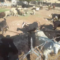 حیوان بز|حیوانات مزرعه|دشمن زیاری, |دیوار