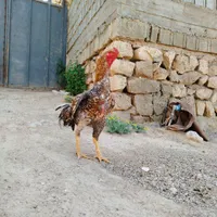 خروس لاری|حیوانات مزرعه|شیراز, رکن‌آباد|دیوار