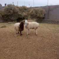 جفت بره قوچی درجه یک|حیوانات مزرعه|گزیک, |دیوار