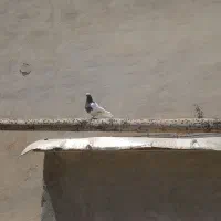 کبوتر طوقی