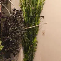 گیاه کاکتوس افوربیا