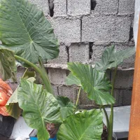 فروش گل بابا آدم