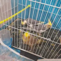 تعدادی عروس هلندی دستی|پرنده|تربت جام, فاز ۱ فرهنگیان|دیوار