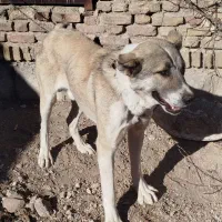 سگ قله|سگ|مراغه, |دیوار