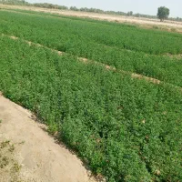 بذریونجه محلی دررودبارجنوب