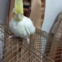 عروس هلندی نره البینو