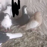 کفتر|پرنده|چناران, |دیوار