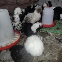 مرغ و خروس سلطان و لهستانی|حیوانات مزرعه|رشت, جانبازان|دیوار