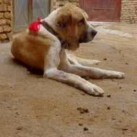 واگذاری سگ پژدر نر